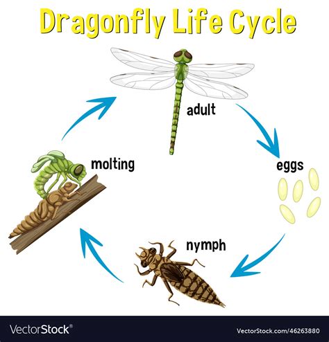 Ethereum: Life cycle of a blob
